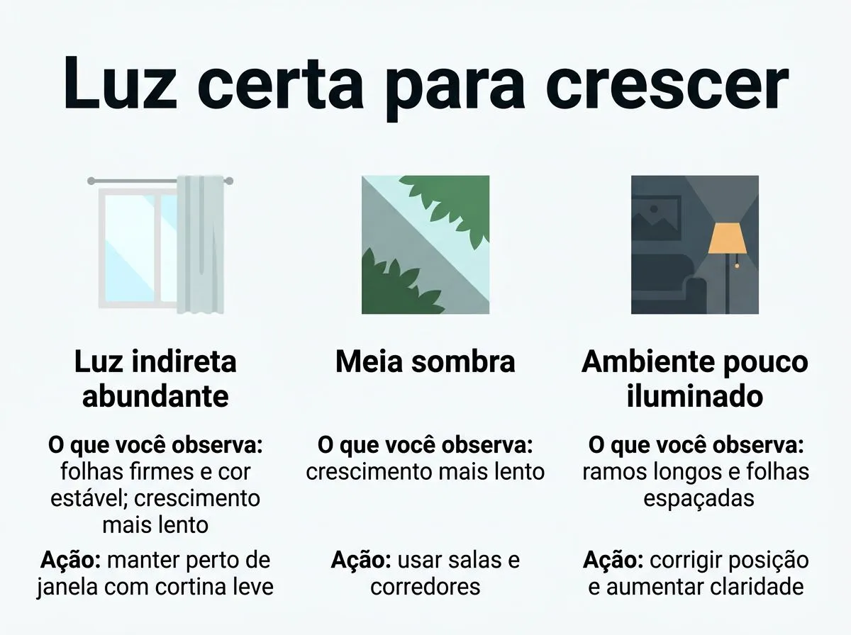 Infográfico com condições de luz para a jiboia e o que observar em cada uma, com ações práticas