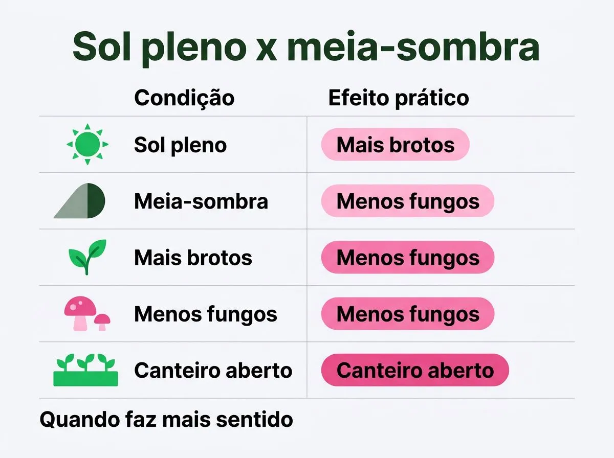 Infográfico comparando condições de luminosidade para rosas e efeitos práticos no cultivo.