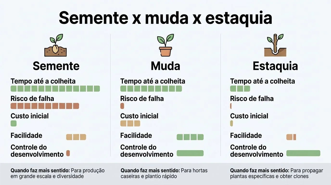 Comparativo entre plantar manjericão por semente, muda ou estaquia