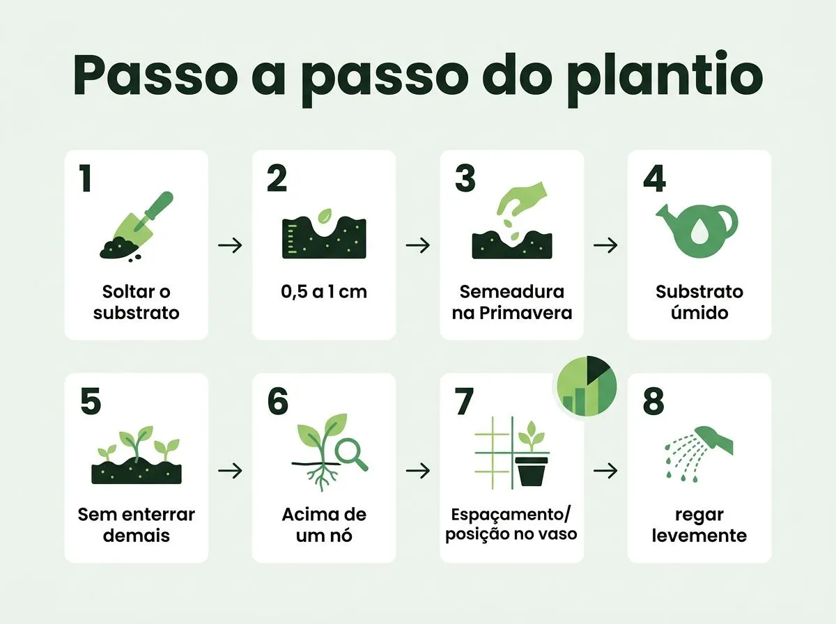 Infográfico com passos para plantar manjericão da semeadura à muda