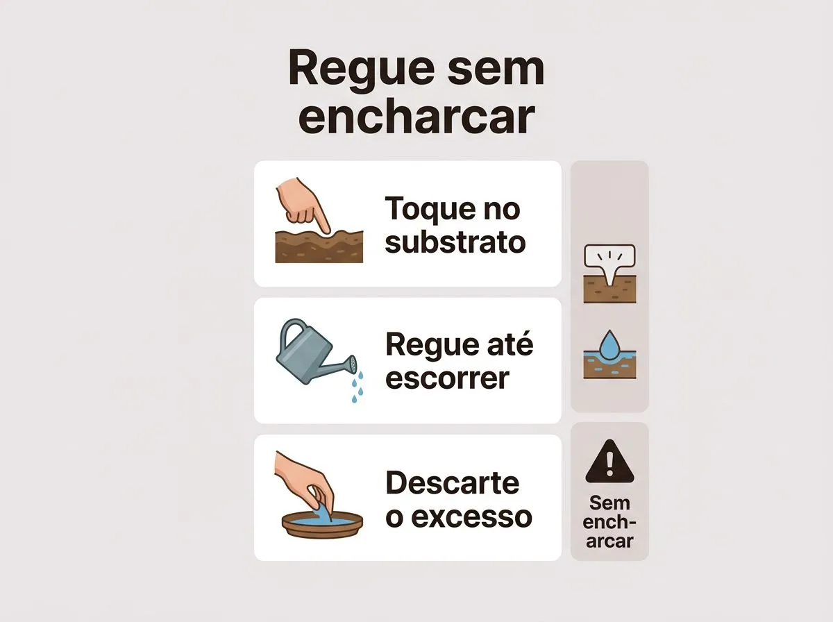 Infográfico com passos para regar begônia maculata sem encharcar e reduzir risco de fungos.