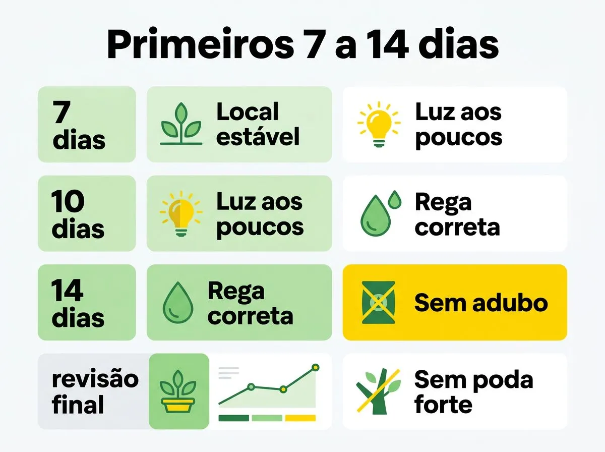 Infográfico com passos para estabilizar a planta nos primeiros 7 a 14 dias após a mudança de lugar.